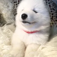 Ivory Boy, a male Samoyed for sale in Rising Sun, IN – Photo 7 of 10