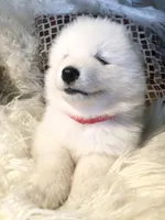 Ivory Boy, a male Samoyed for sale in Rising Sun, IN – Photo 7 of 8