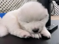 Ivory Girl, a female Samoyed for sale in Rising Sun, IN – Photo 7 of 9