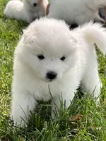 Ivory Girl, a female Samoyed for sale in Rising Sun, IN – Photo 6 of 9