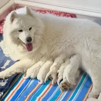 Ivory Girl, a female Samoyed for sale in Rising Sun, IN – Photo 6 of 8