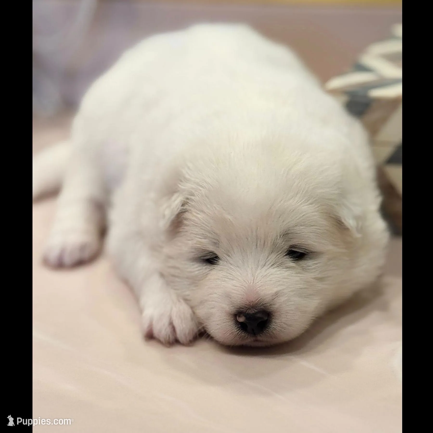 Ivory Girl – Samoyed puppy for sale in Rising Sun, IN