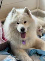 Ivory Girl, a female Samoyed for sale in Rising Sun, IN – Photo 3 of 9