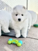 Ivory Girl, a female Samoyed for sale in Rising Sun, IN – Photo 3 of 8