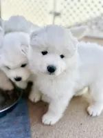 Ivory Girl, a female Samoyed for sale in Rising Sun, IN – Photo 2 of 8