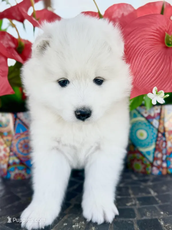 Ivory Girl, a female Samoyed for sale in Rising Sun, IN – Photo 1 of 8