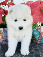 Ivory Girl, a female Samoyed for sale in Rising Sun, IN – Photo 1 of 8