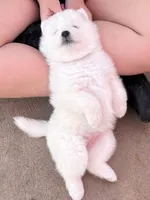 Ivory Girl, a female Samoyed for sale in Rising Sun, IN – Photo 5 of 9
