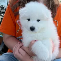 Ivory Girl, a female Samoyed for sale in Rising Sun, IN – Photo 4 of 8