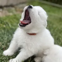 Ivory Girl, a female Samoyed for sale in Rising Sun, IN – Photo 7 of 8