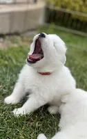 Ivory Girl, a female Samoyed for sale in Rising Sun, IN – Photo 4 of 9