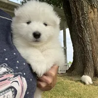 Ivory Girl, a female Samoyed for sale in Rising Sun, IN – Photo 5 of 8