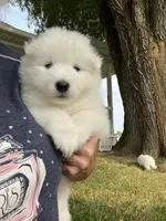 Ivory Girl, a female Samoyed for sale in Rising Sun, IN – Photo 8 of 9
