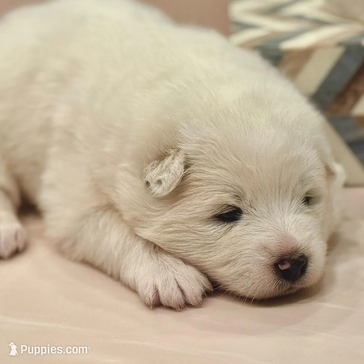 Ivory Girl, a female Samoyed for sale in Rising Sun, IN – Photo 8 of 8
