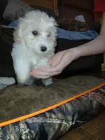 Lainey , a female Havapoo for sale in Logan, OH – 2 of 2