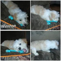 Winston , a male Havapoo for sale in Logan, OH – 2 of 2