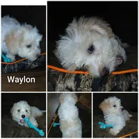 Waylon, a male Havapoo for sale in Logan, OH – 1 of 1