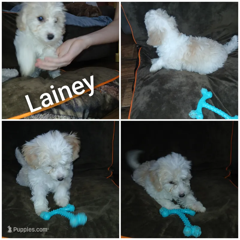 Lainey  – Havapoo puppy for sale in Logan, OH