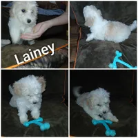 Lainey , a female Havapoo for sale in Logan, OH – 1 of 2