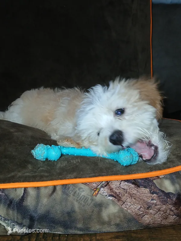 Winston  – Havapoo puppy for sale in Logan, OH