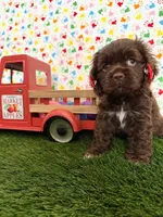 Mabel, a female Cocker Spaniel for sale in Visalia, CA – 3 of 3