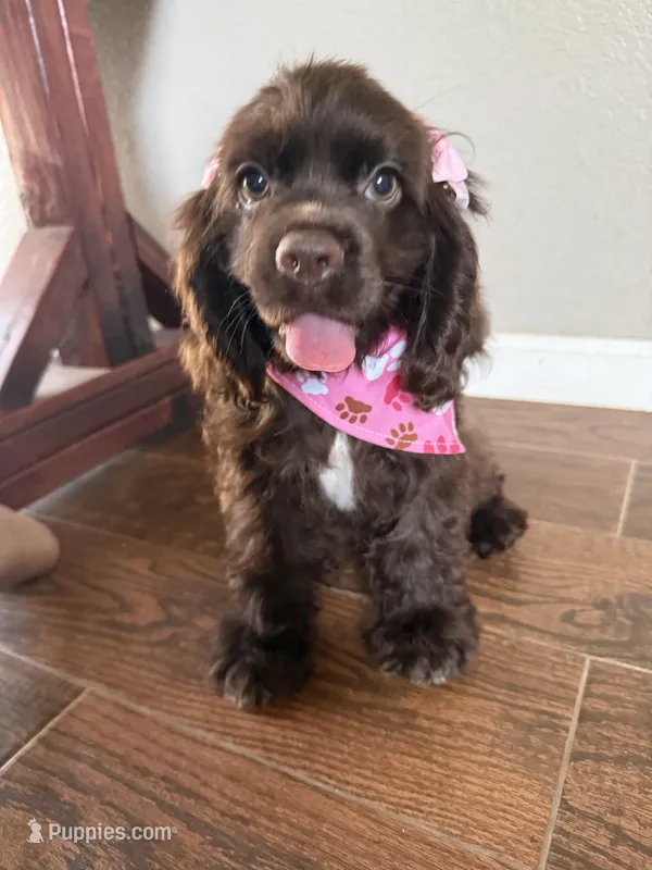Mabel – Cocker Spaniel puppy for sale in Visalia, CA