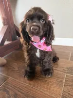 Mabel, a female Cocker Spaniel for sale in Visalia, CA – 1 of 6