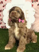 Elly, a female Cocker Spaniel for sale in Visalia, CA – 4 of 7