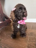 Mabel, a female Cocker Spaniel for sale in Visalia, CA – 2 of 6