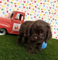 Romeo, a male Cocker Spaniel for sale in Visalia, CA – 5 of 5