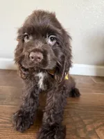 Romeo, a male Cocker Spaniel for sale in Visalia, CA – 6 of 6