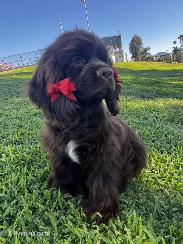 Mabel – Cocker Spaniel puppy for sale in Visalia, CA