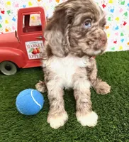 Oakley, a male Cocker Spaniel for sale in Visalia, CA – 2 of 6