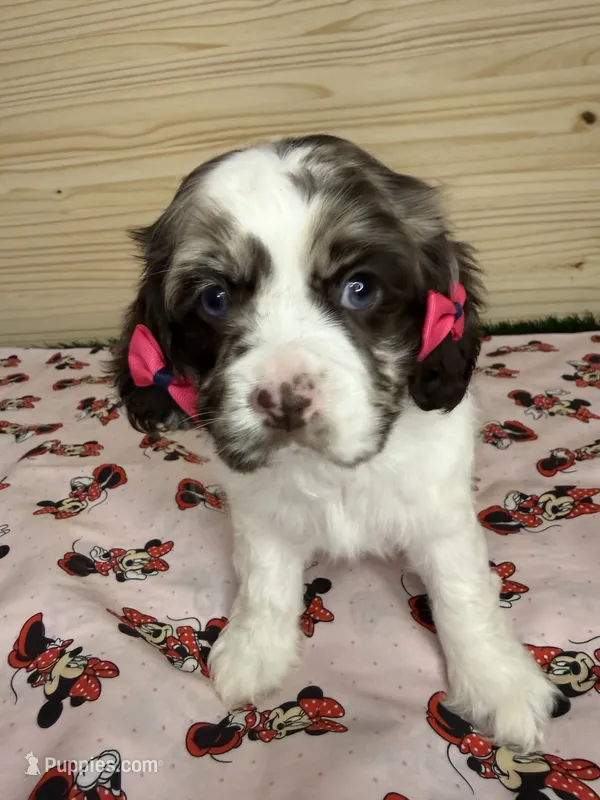 Charlie  – Cocker Spaniel puppy for sale in Visalia, CA