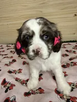 Charlie , a female Cocker Spaniel for sale in Visalia, CA – 1 of 1
