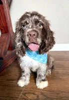 Oakley, a male Cocker Spaniel for sale in Visalia, CA – 3 of 6