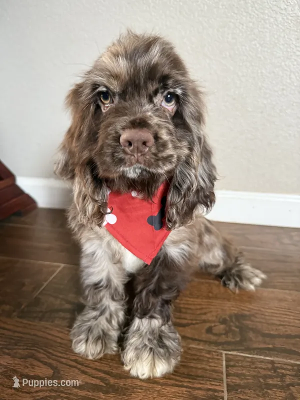Hugo – Cocker Spaniel puppy for sale in Visalia, CA