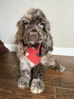 Hugo, a male Cocker Spaniel for sale in Visalia, CA – 1 of 6