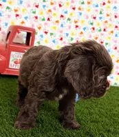 Romeo, a male Cocker Spaniel for sale in Visalia, CA – 3 of 5