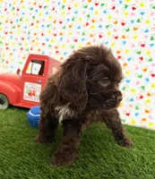 Moose, a male Cocker Spaniel for sale in Visalia, CA – 4 of 6