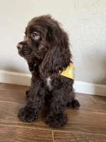 Romeo, a male Cocker Spaniel for sale in Visalia, CA – 4 of 6