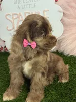 Elly, a female Cocker Spaniel for sale in Visalia, CA – 2 of 7