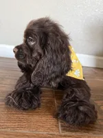 Romeo, a male Cocker Spaniel for sale in Visalia, CA – 5 of 6