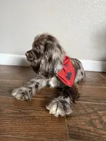 Hugo, a male Cocker Spaniel for sale in Visalia, CA – 6 of 6