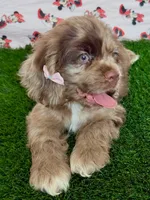 Elly, a female Cocker Spaniel for sale in Visalia, CA – 6 of 7