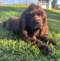 Moose, a male Cocker Spaniel for sale in Visalia, CA – 3 of 4