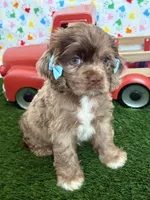 Elly, a female Cocker Spaniel for sale in Visalia, CA – 2 of 3