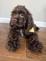 Romeo, a male Cocker Spaniel for sale in Visalia, CA – 3 of 6