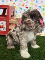 Misty, a female Cocker Spaniel for sale in Visalia, CA – 2 of 4