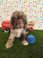 Gizzmo, a male Cocker Spaniel for sale in Visalia, CA – 6 of 7